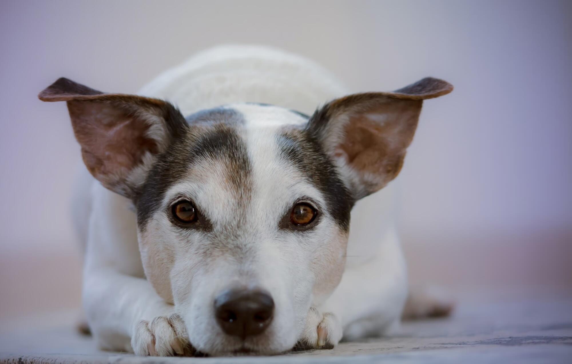 Assisted Living With Pets Allowed in Anderson, SC