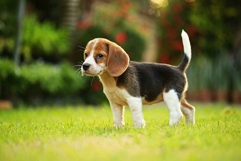 How Adopting Pets Makes You Happier And Healthier In Assisted Living Homes In Easley, SC