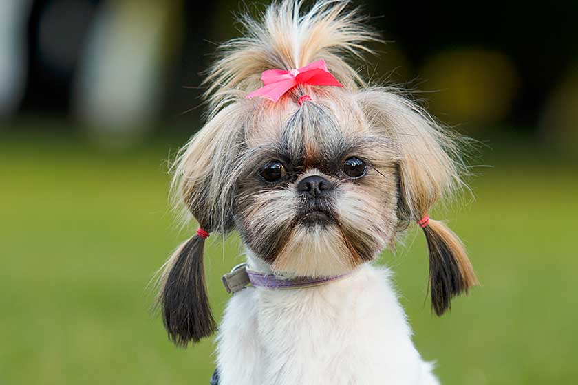 7 Things You Need To Know About Pet-Friendly Senior Living In Simpsonville, SC